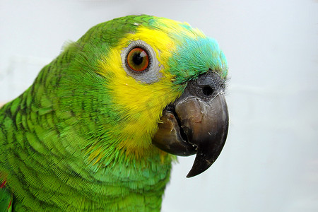 漂亮的马字摄影照片_亚马逊鹦鹉