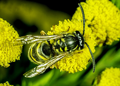 黄蜂戏蜜蜂