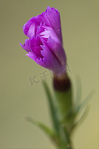 粉紫色天竺葵 dissectum cariofillacee