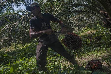 阿舍布朗杜兰德摄影照片_印度尼西亚 - 棕榈油 - 农业 - 工业 - 苏门答腊岛
