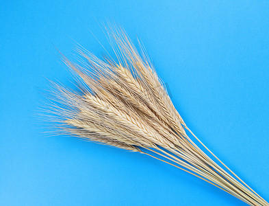 蓝色背景上的黑麦小穗。