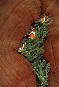 四王岛印度尼西亚太平洋海葵 (Heteractis magnifica) 中的假小丑小丑鱼 (Amphiprion Ocellaris)