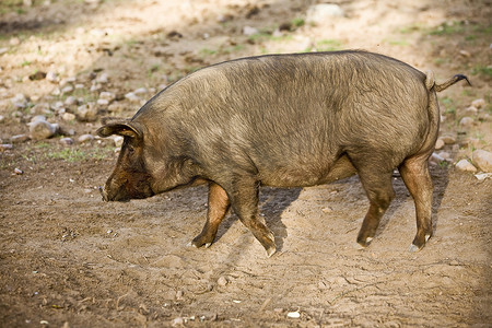 西班牙科尔多瓦佩德罗什谷的伊比利亚猪