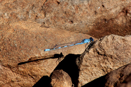 飞翔蜻蜓摄影照片_龙在岩石上飞翔