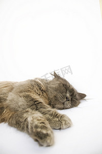 卡通日系动物摄影照片_白色背景上睡觉的猫