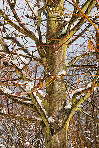 积雪融化摄影照片_树枝上的积雪融化