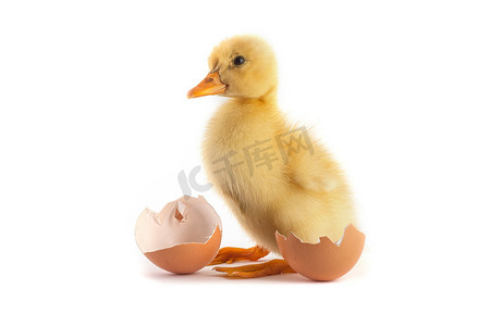 黄色小鸭子用在白色的鸡蛋