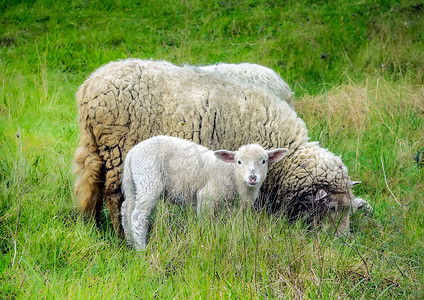 春天的羊妈妈和她的小羊