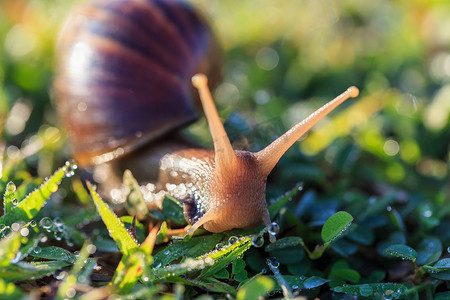 草地上的蜗牛特写