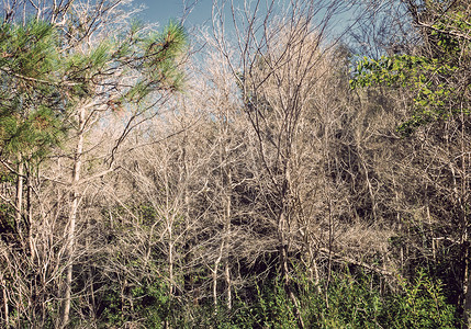 生态问题：枯死的黄杨树。