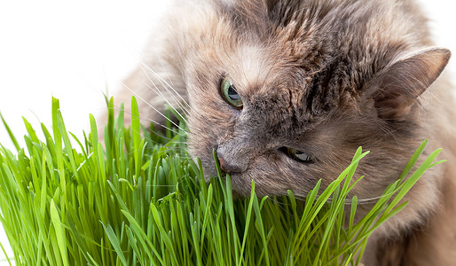 吃新鲜草的宠物猫