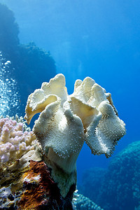 蓝色水背景热带海底有大黄色软珊瑚蘑菇皮革的珊瑚礁