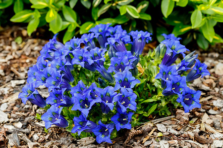 蓝绿色摄影照片_花园里的喇叭龙胆蓝春花
