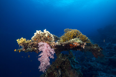 红海的表珊瑚（法老鹿角珊瑚）。