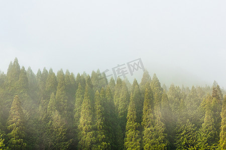 薄雾中的松树林。