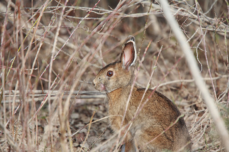颜色摄影照片_马尼托巴省的棉尾兔