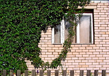 农村建筑的窗户和砖墙上的野葡萄