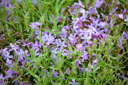 花坛盛开的 scilla 花 (Chionodoxa sardensis)