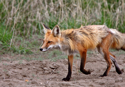 春天的红狐泼妇