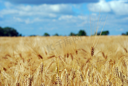 成熟的田地里播种着大麦