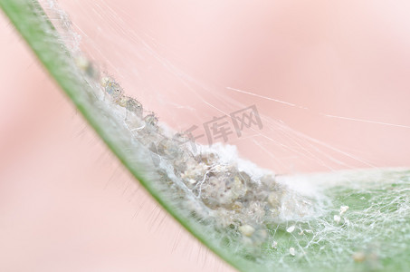 长腿摄影照片_绿色自然中的长腿蜘蛛