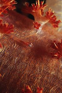 软珊瑚上的多宿主虾虎鱼
