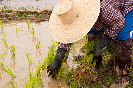 农民们在稻田里忙着插秧