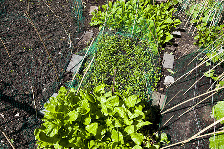 有蔬菜生长的花园床