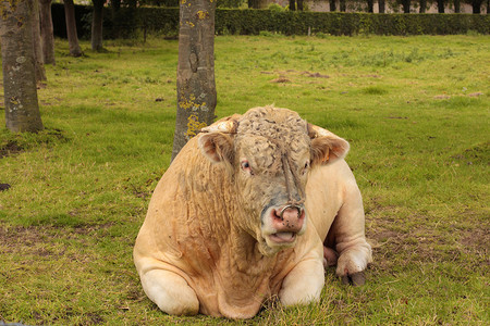法国夏洛莱公牛躺在草绿中