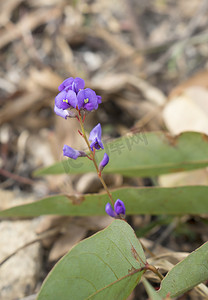 菝葜花 澳大利亚本土攀缘植物 Hardenbergia viola