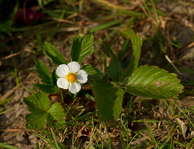 野生草莓