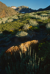 山艾树，内华达山脉，加利福尼亚州