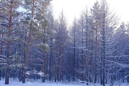 晚上冬天风景在森林里