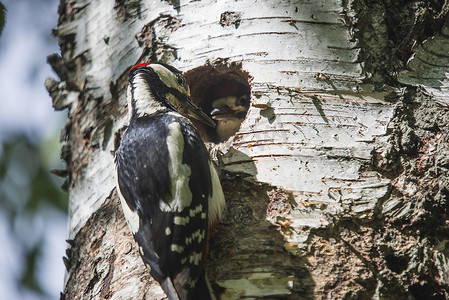 红石山摄影照片_啄木鸟父亲为雏鸟提供食物