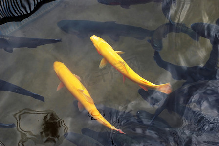 大池塘摄影照片_两条黄鳟鱼