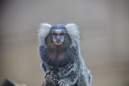 猴子的尾巴摄影照片_有趣好奇的小猴子