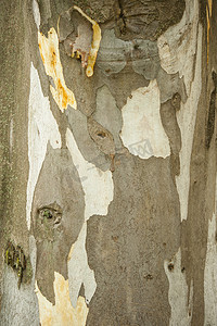 秋天梧桐树摄影照片_梧桐树的树皮细节