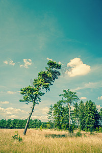 高大上的摄影照片_干燥田野上的高大松树