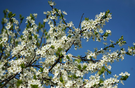 蓝天白云下盛开的梅花树