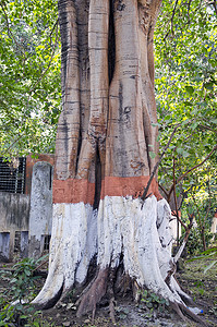 印度阿姆利则公园彩绘大树干