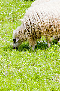 朋克赛博dj摄影照片_波斯尼亚和黑塞哥维那草地上的羊