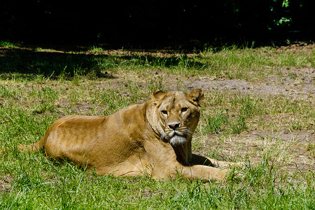 狮子（Panthera leo）