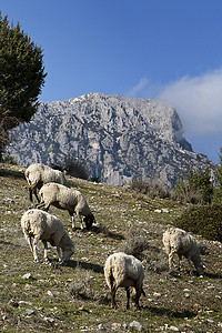 西班牙安达卢西亚 Ja�n 河畔山脉的羊群