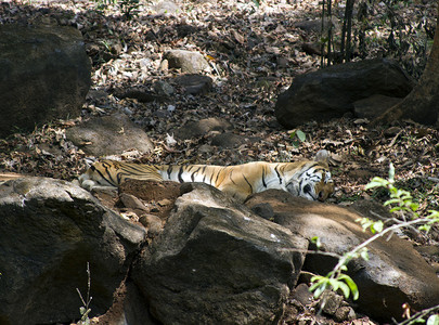 印度孟加拉虎躺在动物园的岩石上。