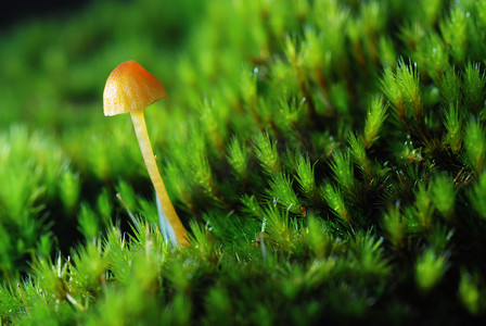 苔藓摄影照片_苔藓里的小蘑菇