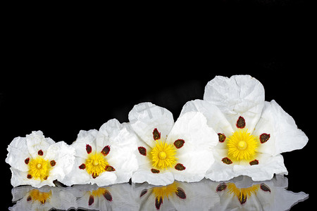 岩玫瑰胶 - Cistus ladanifer - 在阿连特吉的荒野中