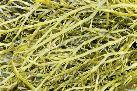 墨角藻科（Fucaceae）海藻