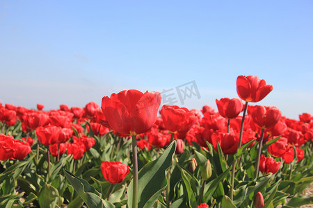 蓝色花束摄影照片_在领域的红色郁金香