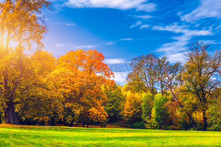 公园里的金色秋景，树叶飘落，阳光透过树木和蓝天照耀。