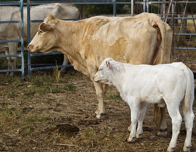 妈妈和小牛和小牛澳大利亚肉牛